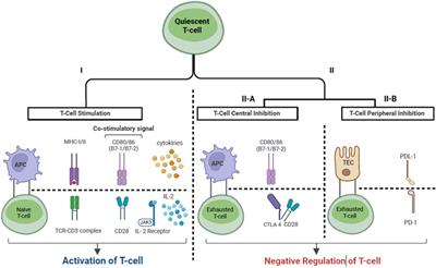 Immune Checkpoint Inhibitor Therapy for Kidney Transplant Recipients – A Review of Potential Complications and Management Strategies